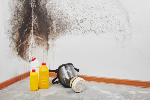 Best Same-Day Mold Removal  in Upper Ack, NY