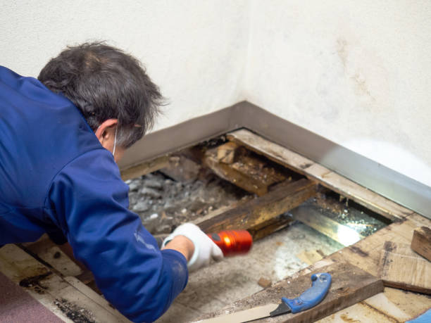 Best Emergency Mold Removal  in Upper Ack, NY