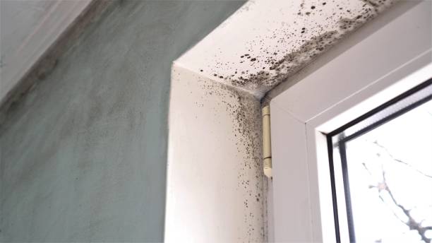 Best Fast Mold Removal  in Upper Ack, NY