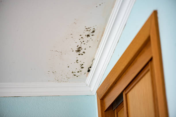 Best Local Mold Removal Service  in Upper Ack, NY