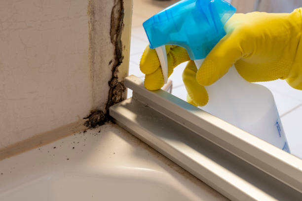 Best Home Mold Removal  in Upper Ack, NY