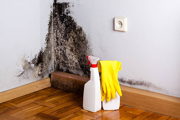 Home Mold Removal in Upper Nyack, NY