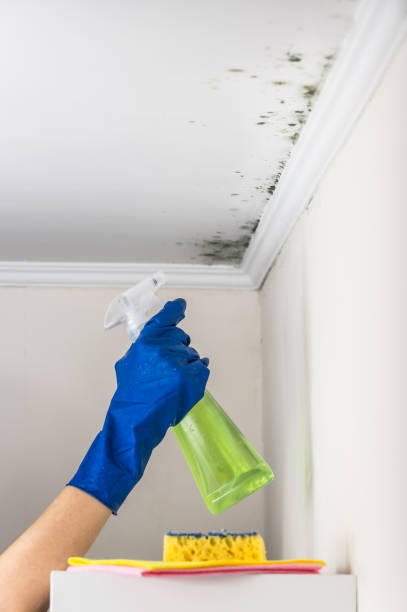 Best Crawl Space Mold Removal  in Upper Ack, NY