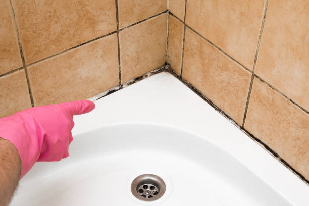 Best Affordable Mold Removal  in Upper Ack, NY